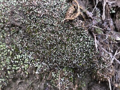 Mannia fragrans
