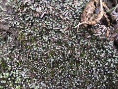 Mannia fragrans