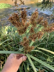 Cyperus dives