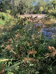 Cyperus dives