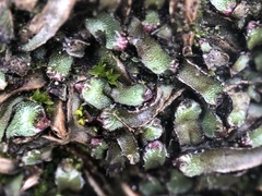 Mannia fragrans