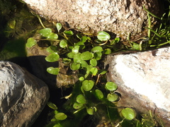 Ranunculus flagelliformis