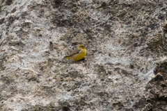 Sicalis uropygialis