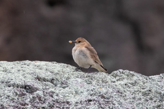 Dark-Winged Miner photo 3