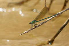 Calopteryx exul