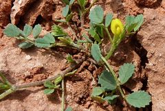 Trigonella grandiflora