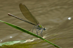 Calopteryx exul