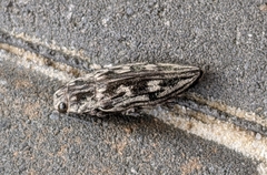 Chalcophora virginiensis image