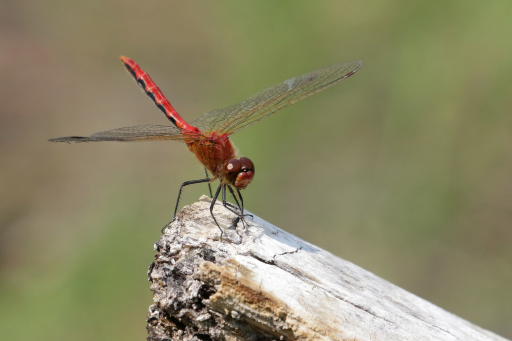 Cherry-faced Meadowhawk