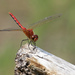 Cherry-faced Meadowhawk - Photo (c) Cameron Eckert, some rights reserved (CC BY-NC), uploaded by Cameron Eckert