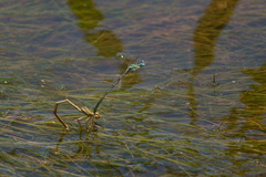 Platycnemis subdilatata