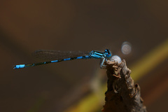 Coenagrion caerulescens