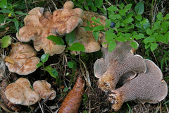 Hydnellum versipelle