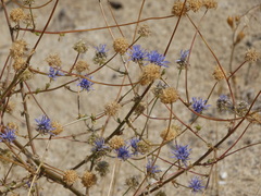 Jasione heldreichii