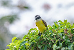 Pitangus sulphuratus