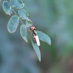 Microchrysa flaviventris