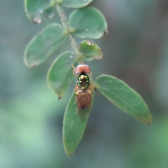 Microchrysa flaviventris