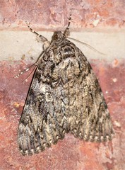 Catocala umbrosa
