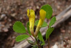 Trigonella grandiflora
