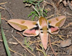 Hyles centralasiae