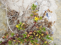 Senecio maritimus