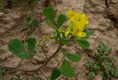 Trigonella grandiflora