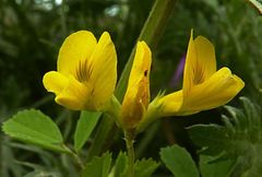 Trigonella grandiflora