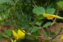 Trigonella grandiflora