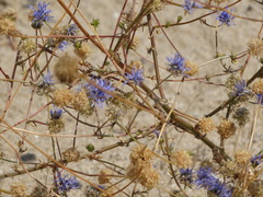 Jasione heldreichii