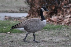 Branta canadensis moffitti