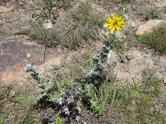 Berkheya heterophylla