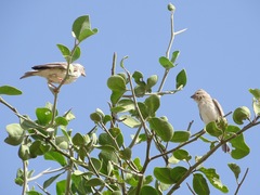 Crithagra leucopygia