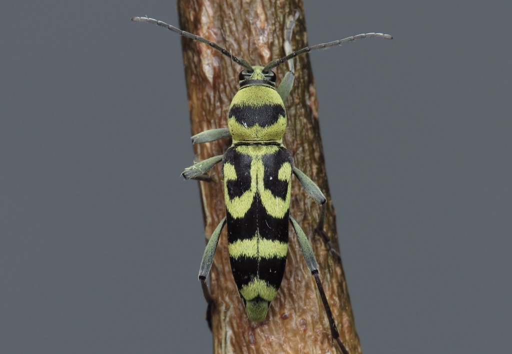 Grape Wood Borer
