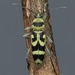 Chlorophorus varius - Photo (c) Ivica Pakrac, μερικά δικαιώματα διατηρούνται (CC BY-NC), uploaded by Ivica Pakrac