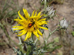 Berkheya heterophylla