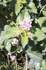 Lantana camara