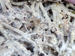 Loxosceles rufescens