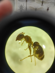 Lasius