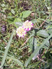 Lantana camara