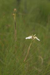 Moraea tricuspidata