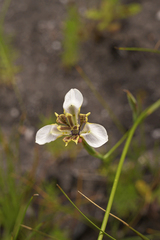 Moraea tricuspidata