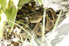 Crotalus totonacus