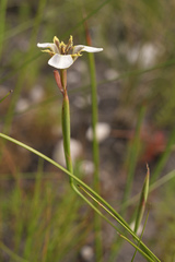 Moraea tricuspidata