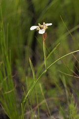 Moraea tricuspidata