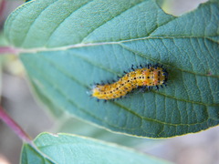 Hyalophora cecropia