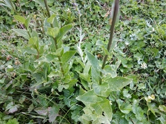 Asyneuma campanuloides