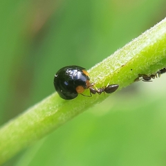 Exochomus laeviusculus