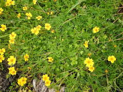 Bidens anthemoides