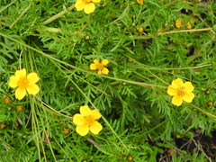 Bidens anthemoides