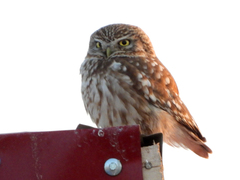 Athene noctua